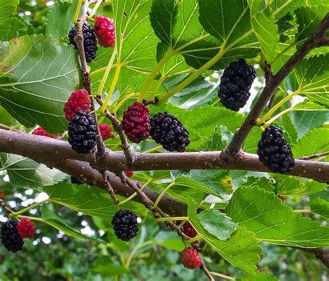 trader mulberry for sale.